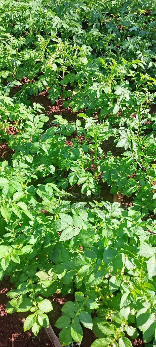 Fresh Farm Irish Potatoes