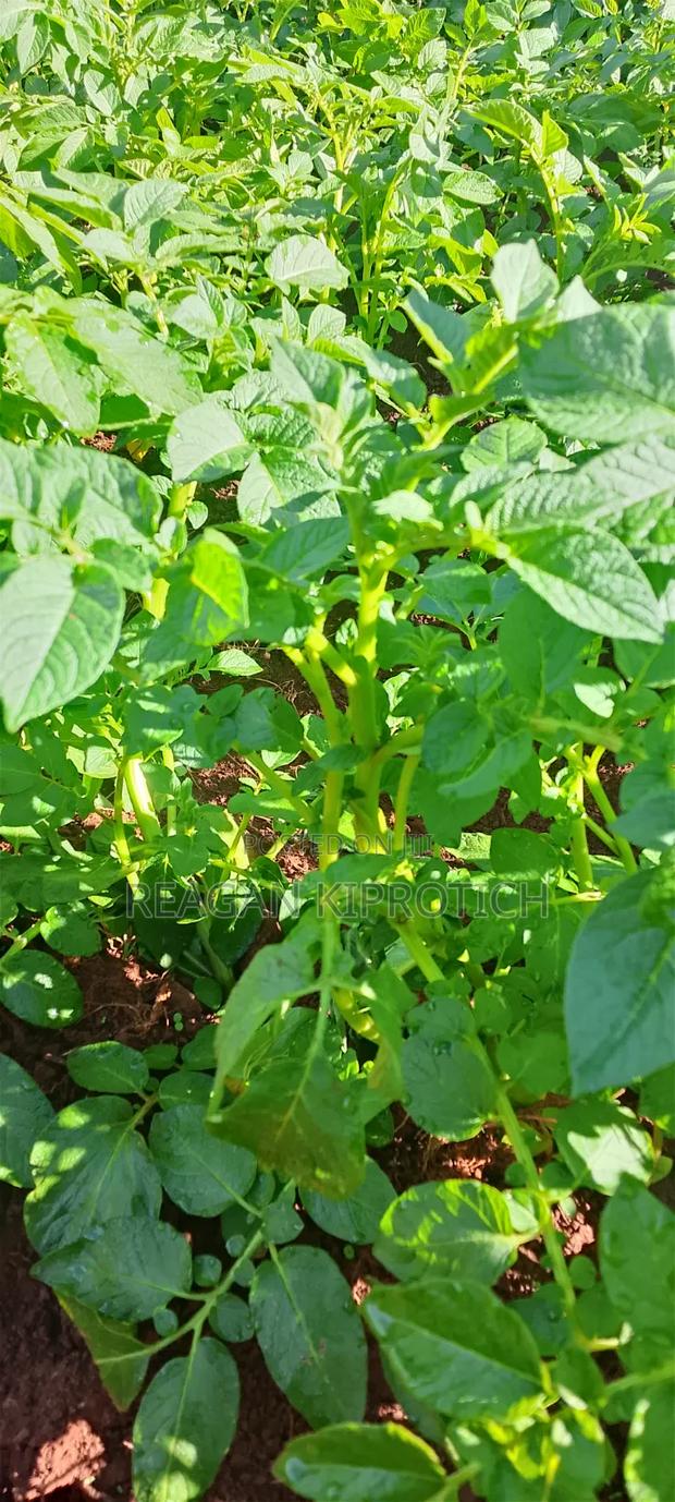 Fresh Farm Irish Potatoes - thumbnail 2