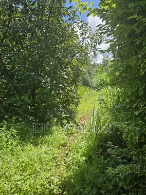It's 5acre Land on the Tarmac Road on Your Way to Kimbo