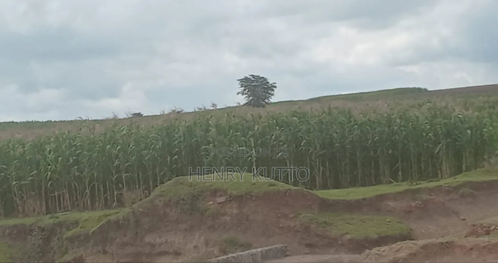 Prime Agricultural Land for Sale