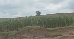 Prime Agricultural Land for Sale
