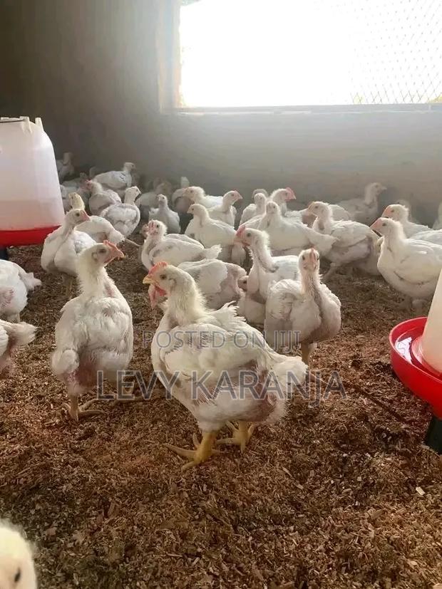 Broilers Ready