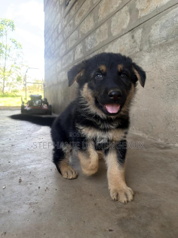 1-3 months Male Purebred German Shepherd - thumbnail 2