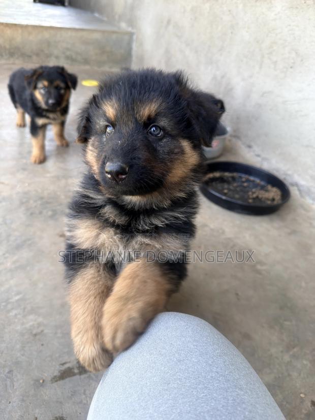 1-3 months Male Purebred German Shepherd - thumbnail 6