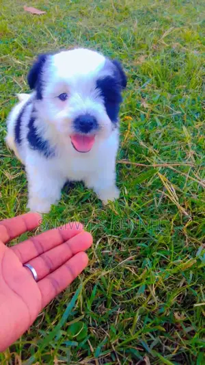 1-3 months Male Purebred Havanese