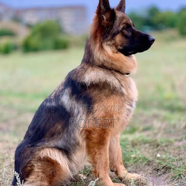 6-12 months Female Purebred German Shepherd