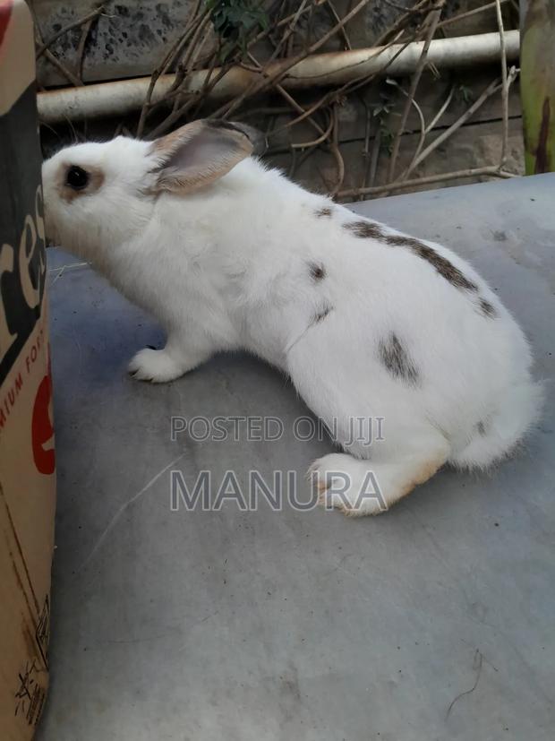 7month Old Checkered Giant Rabbit