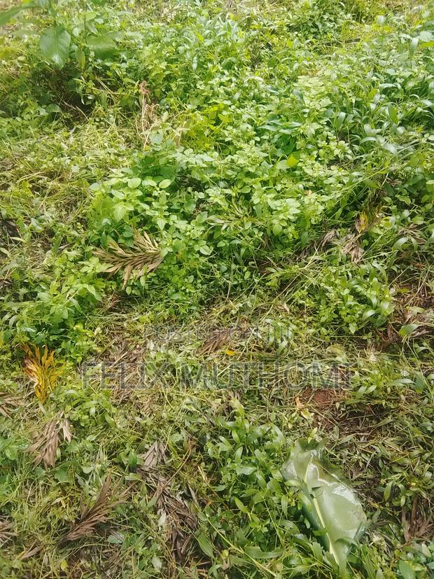 300×400 Plot Sale in Meru - thumbnail 2