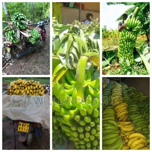 Fresh Banana Location: Butere - Shiatsala Town