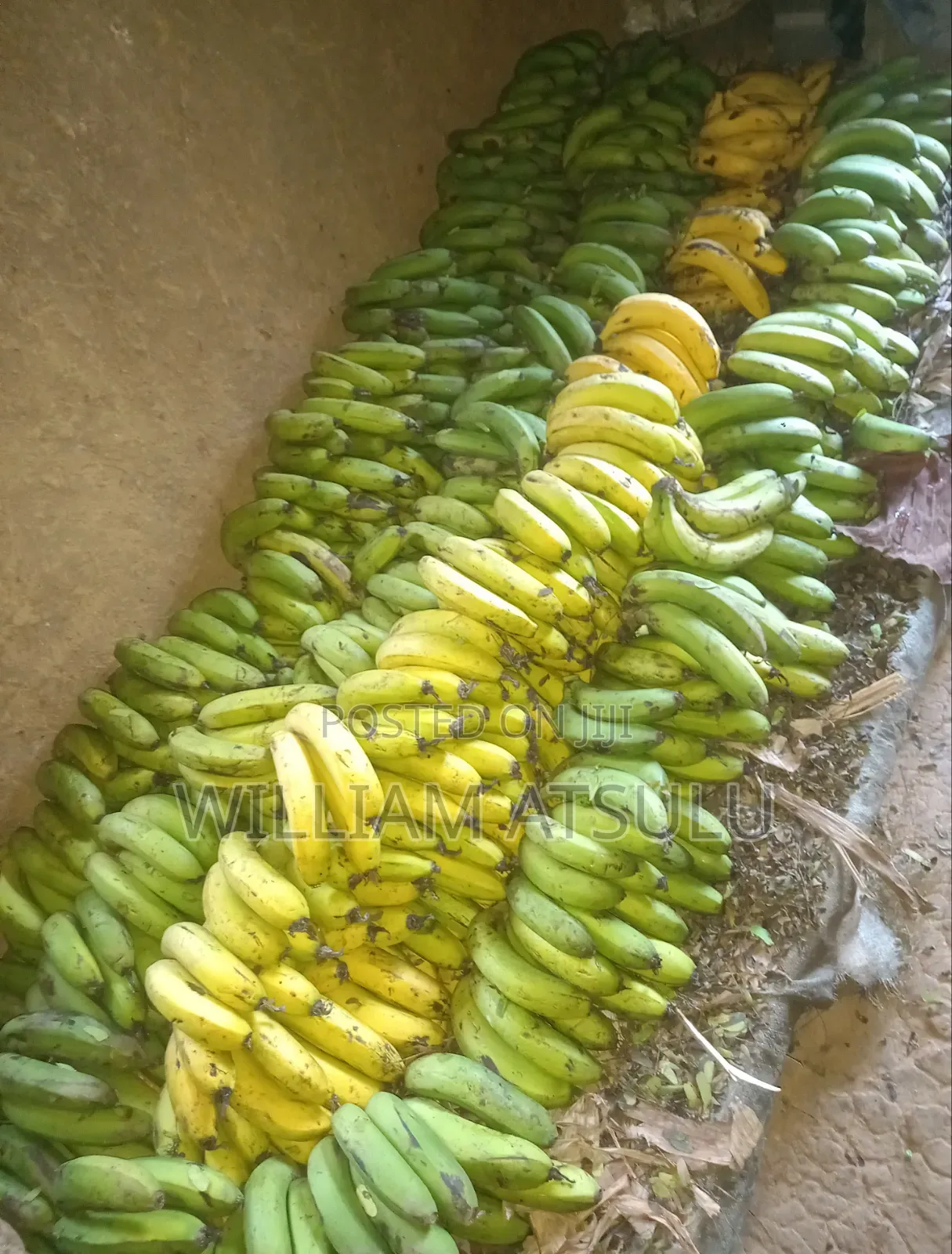 Fresh Banana Location: Butere - Shiatsala Town