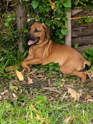 3-6 months Male Purebred Boerboel