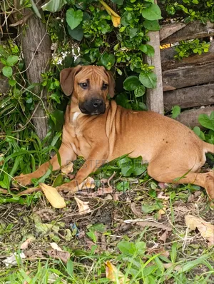 3-6 months Male Purebred Boerboel