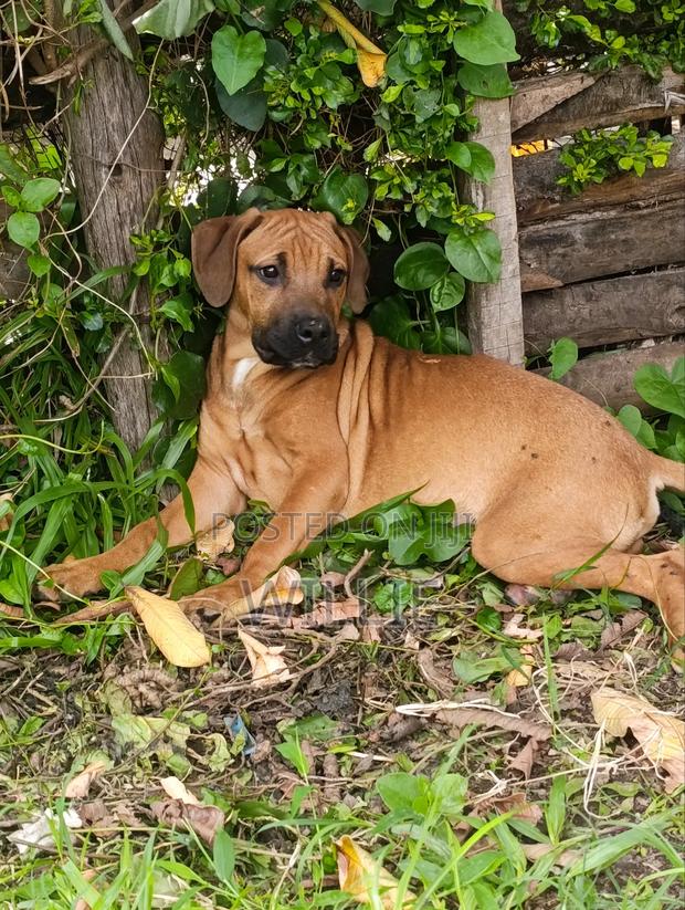 3-6 months Male Purebred Boerboel - thumbnail 2