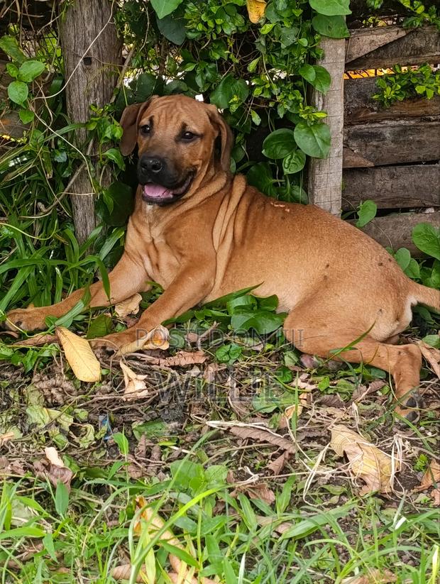 3-6 months Male Purebred Boerboel - thumbnail 3