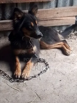 1+ year Female Mixed Breed German Shepherd
