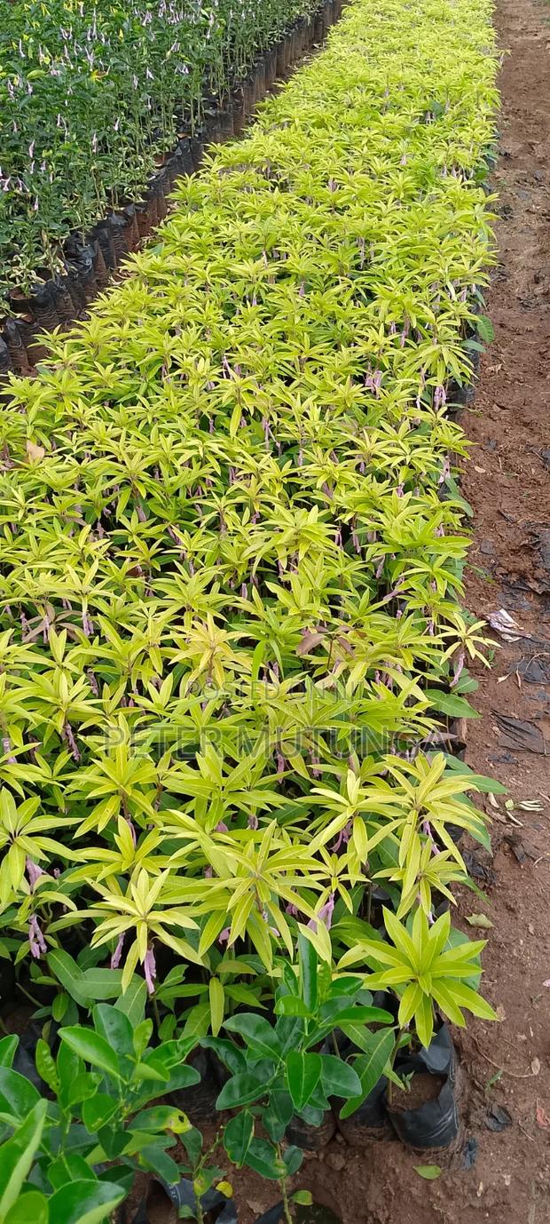 Grafted Mangoes Small Size - thumbnail 2