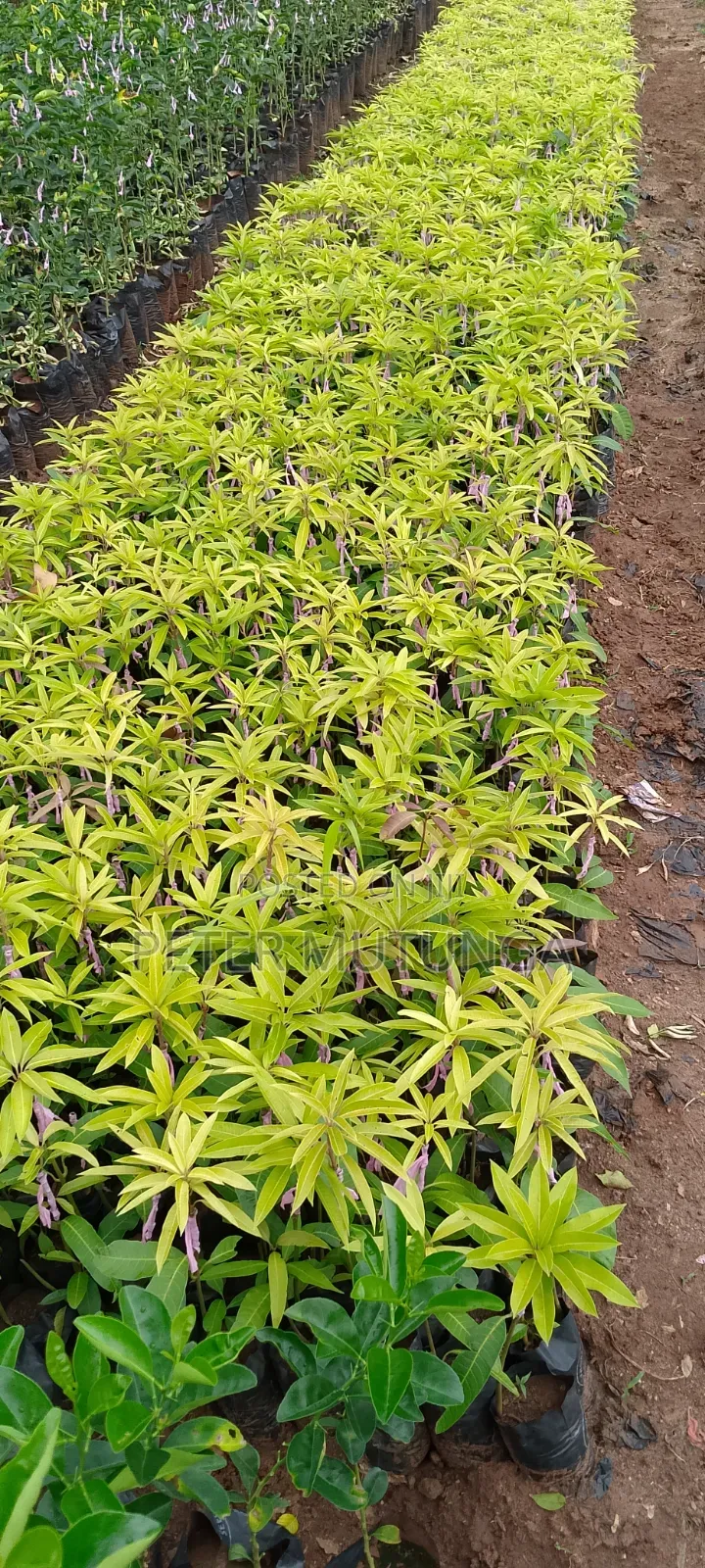 Grafted Mangoes Small Size