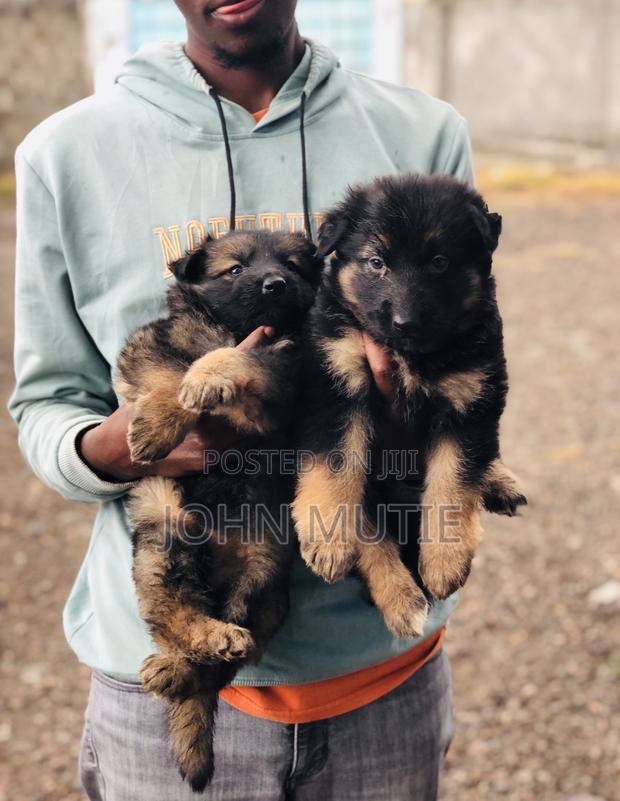 1-3 months Male Purebred German Shepherd