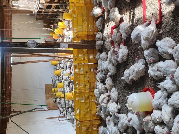 Broilers for Sale - main view