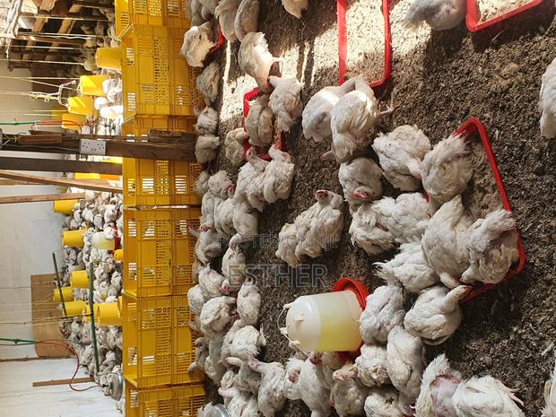 Broilers for Sale - thumbnail 2