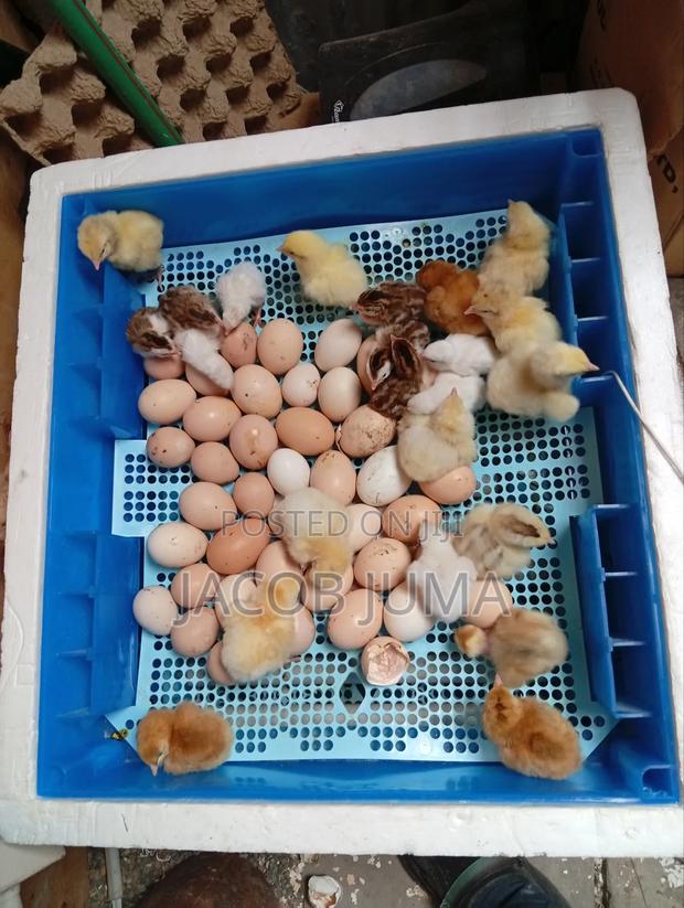 Day Old Chicks