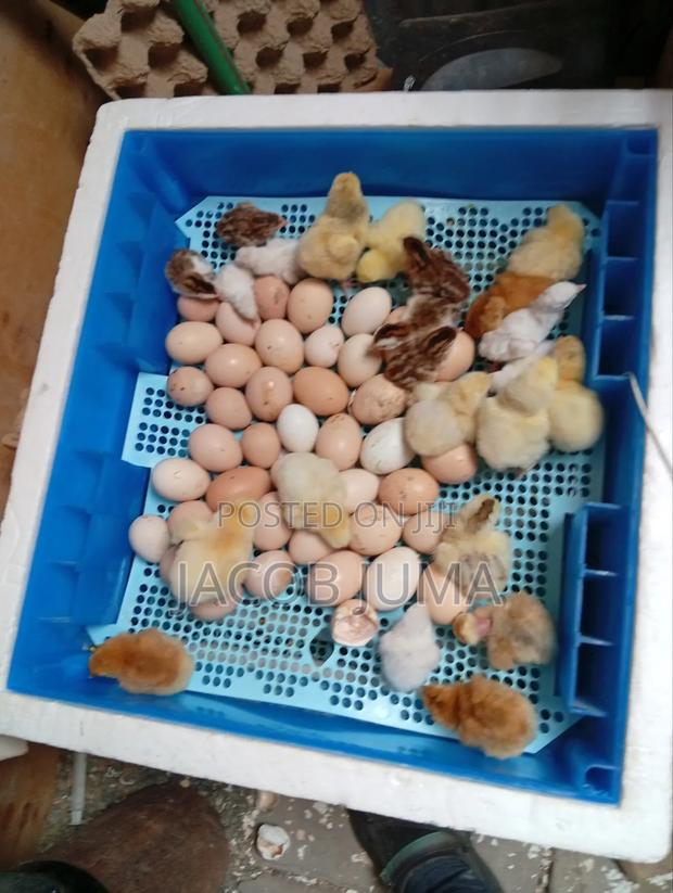 Day Old Chicks - thumbnail 2