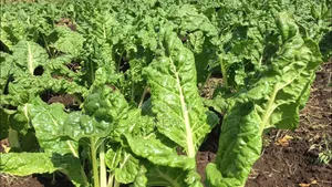 Organic Spinach Chemical Free.