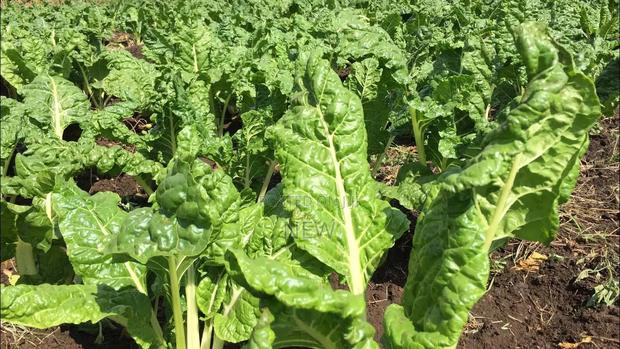Organic Spinach Chemical Free.