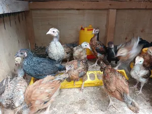 1month Old Chicks for Sale