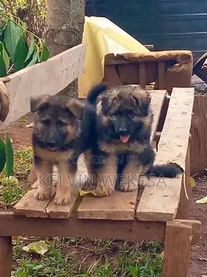 1-3 months Male Purebred German Shepherd