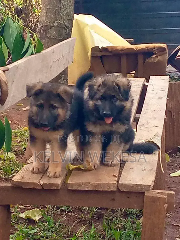1-3 months Male Purebred German Shepherd