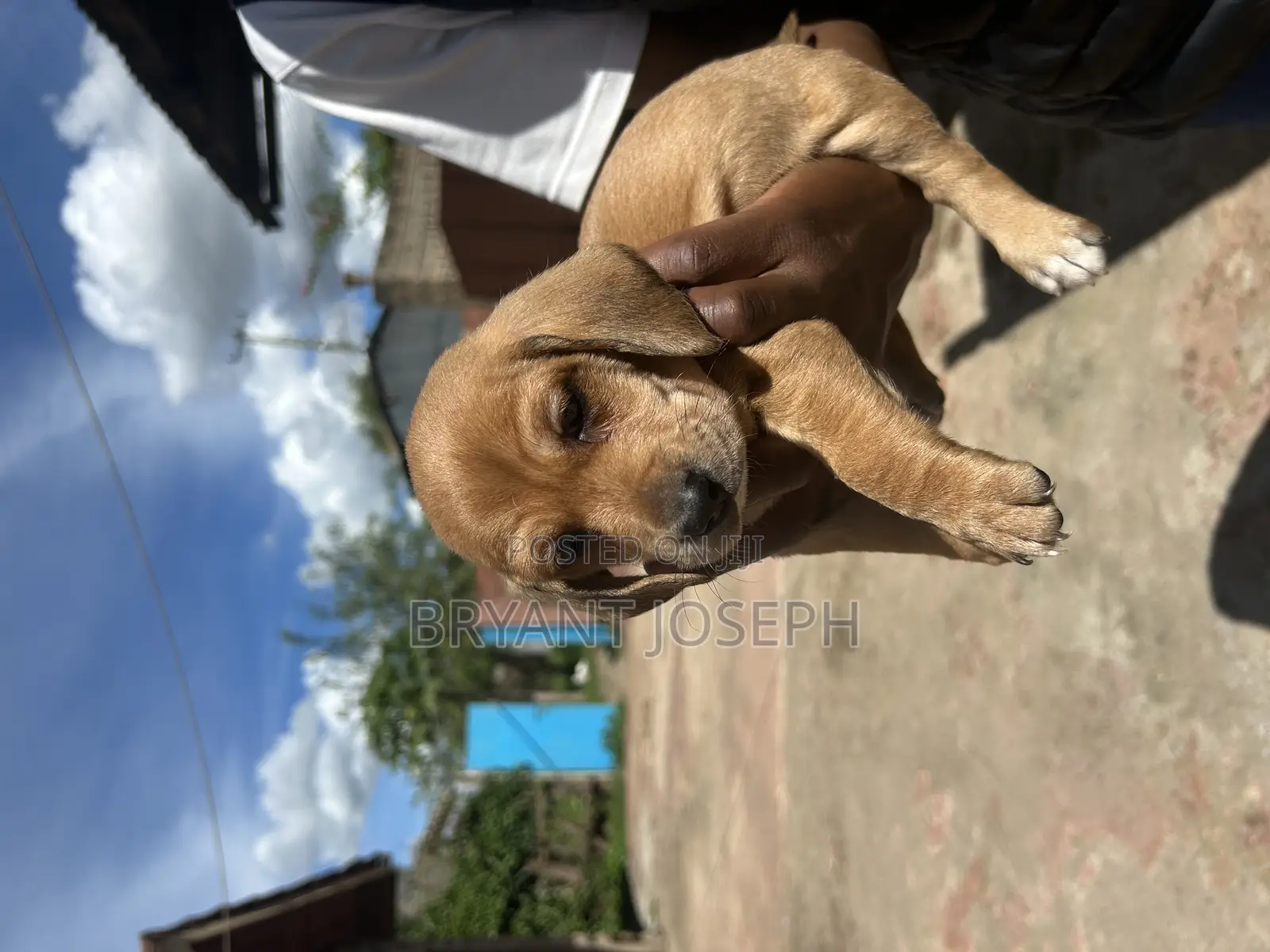 1-3 months Male Purebred Dachshund