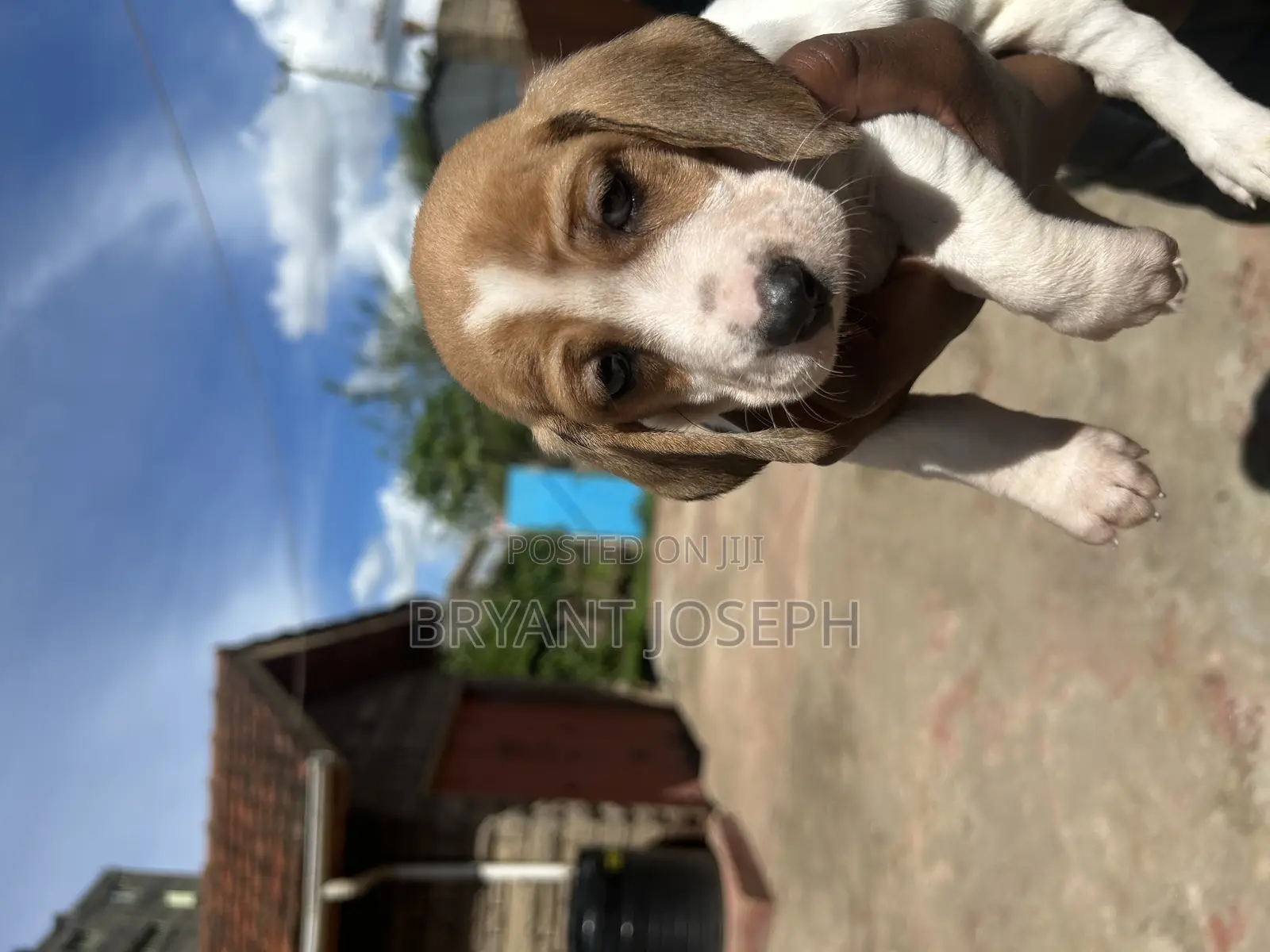1-3 months Male Purebred Dachshund