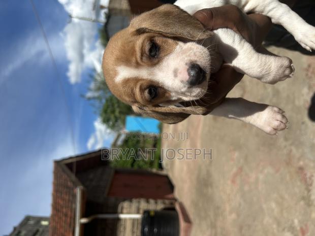 1-3 months Male Purebred Dachshund - thumbnail 3