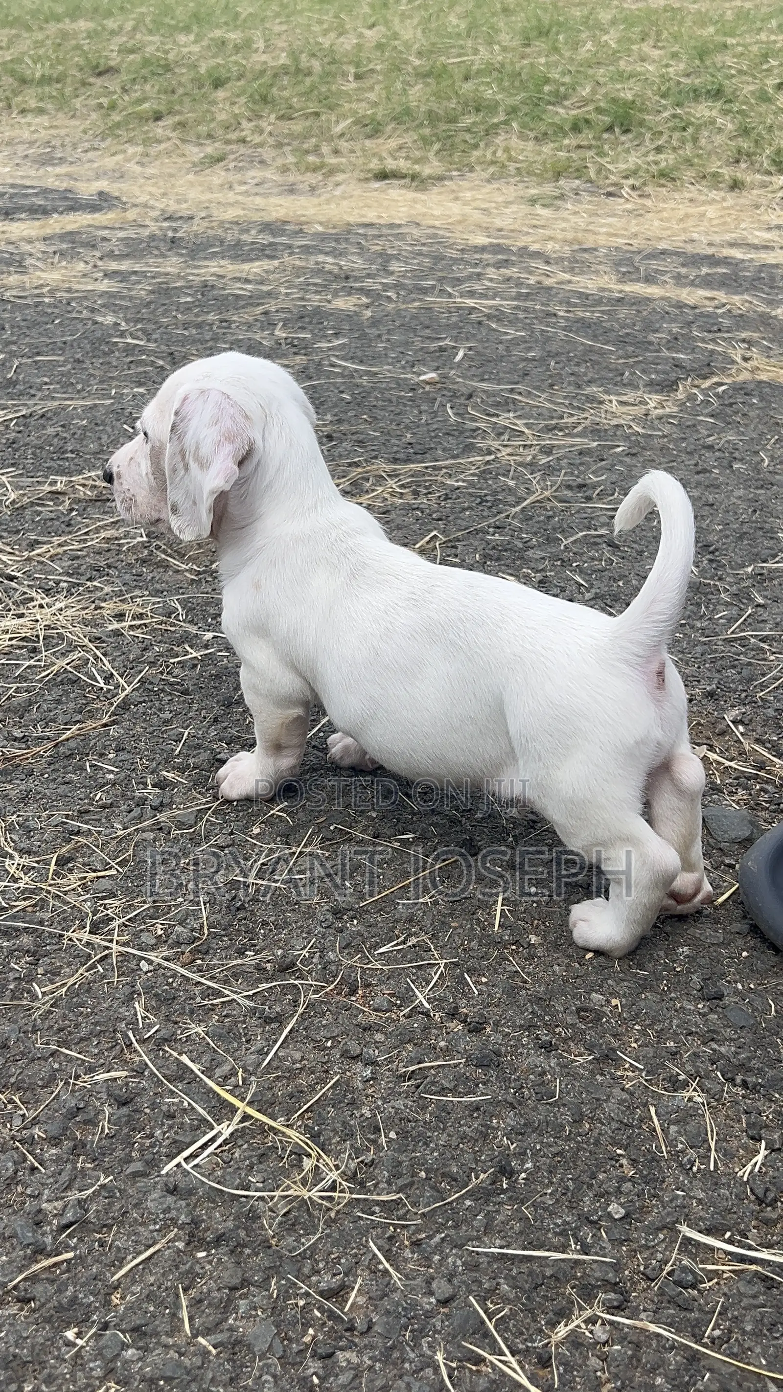 1-3 months Male Purebred Dachshund