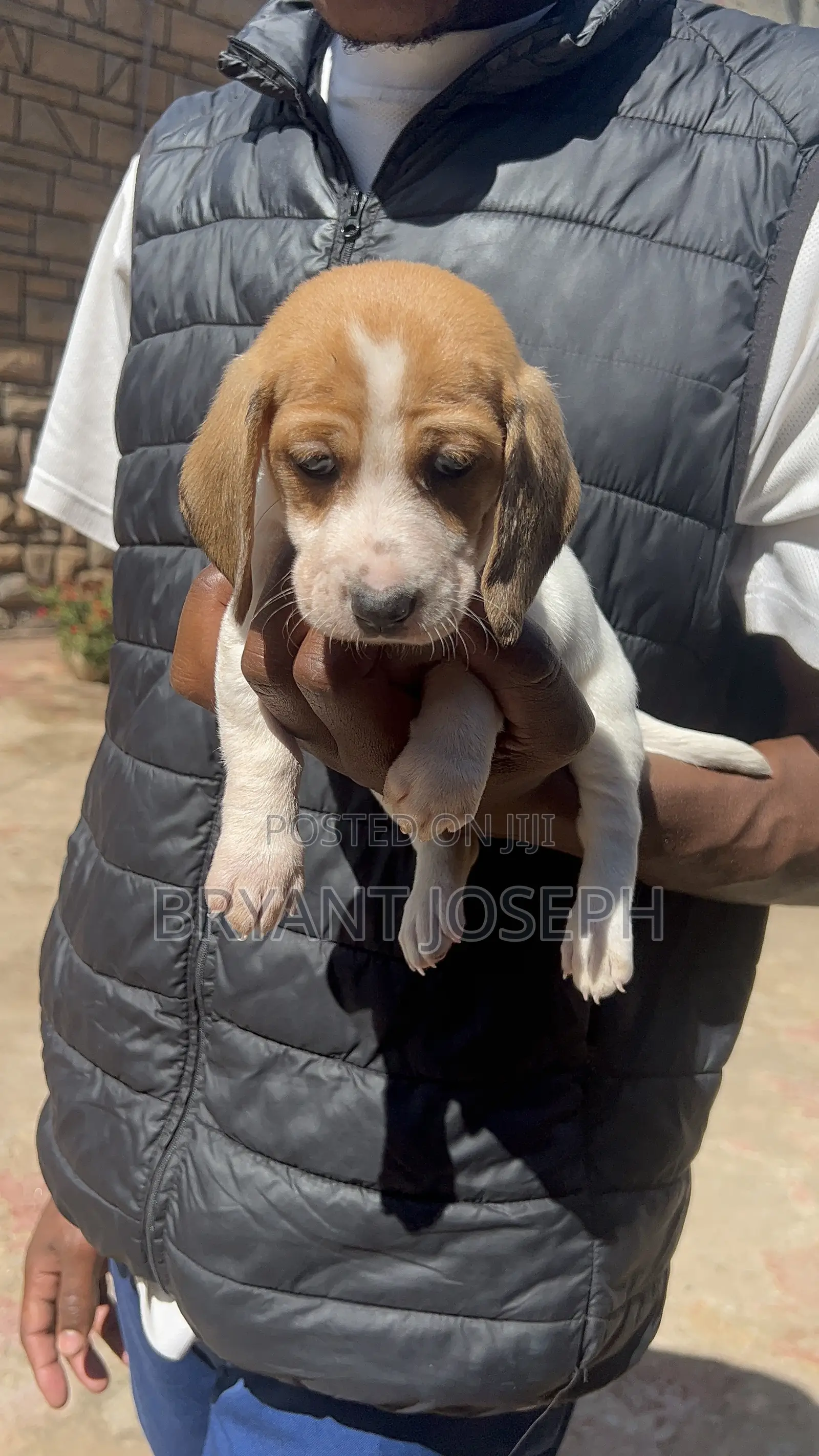 1-3 months Male Purebred Dachshund