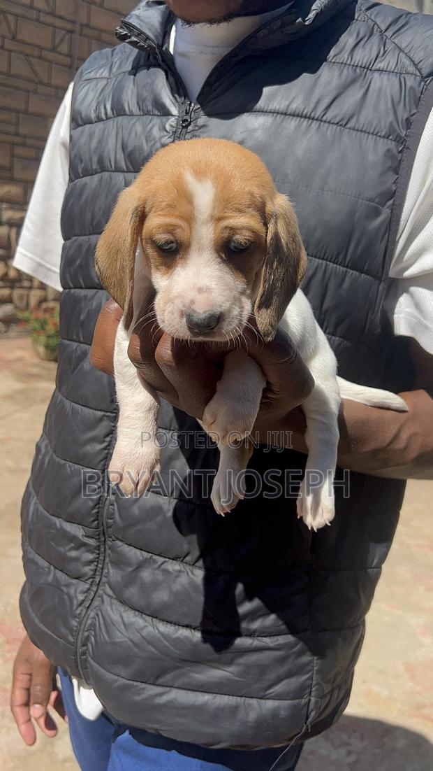 1-3 months Male Purebred Dachshund - thumbnail 4