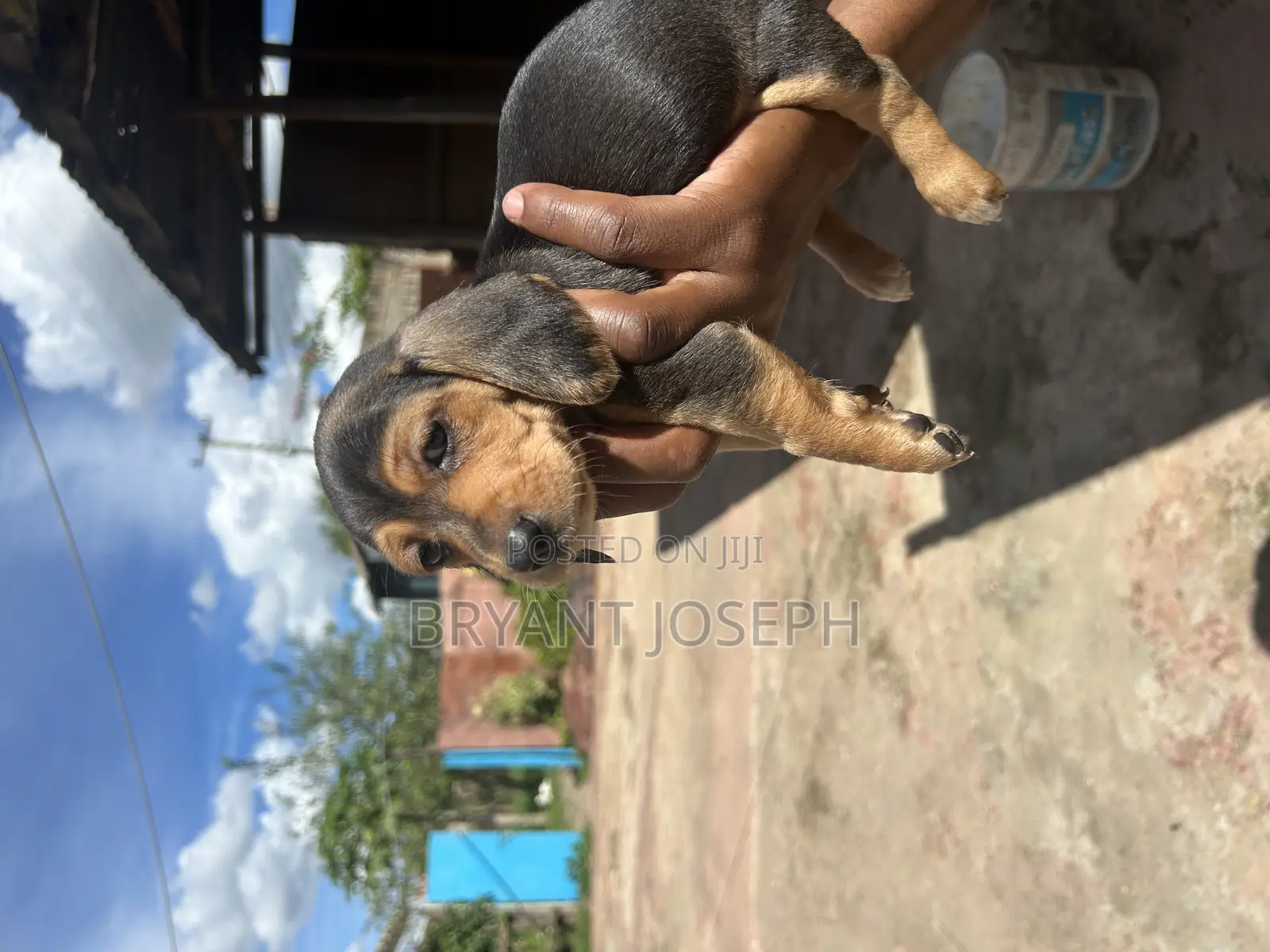 1-3 months Male Purebred Dachshund
