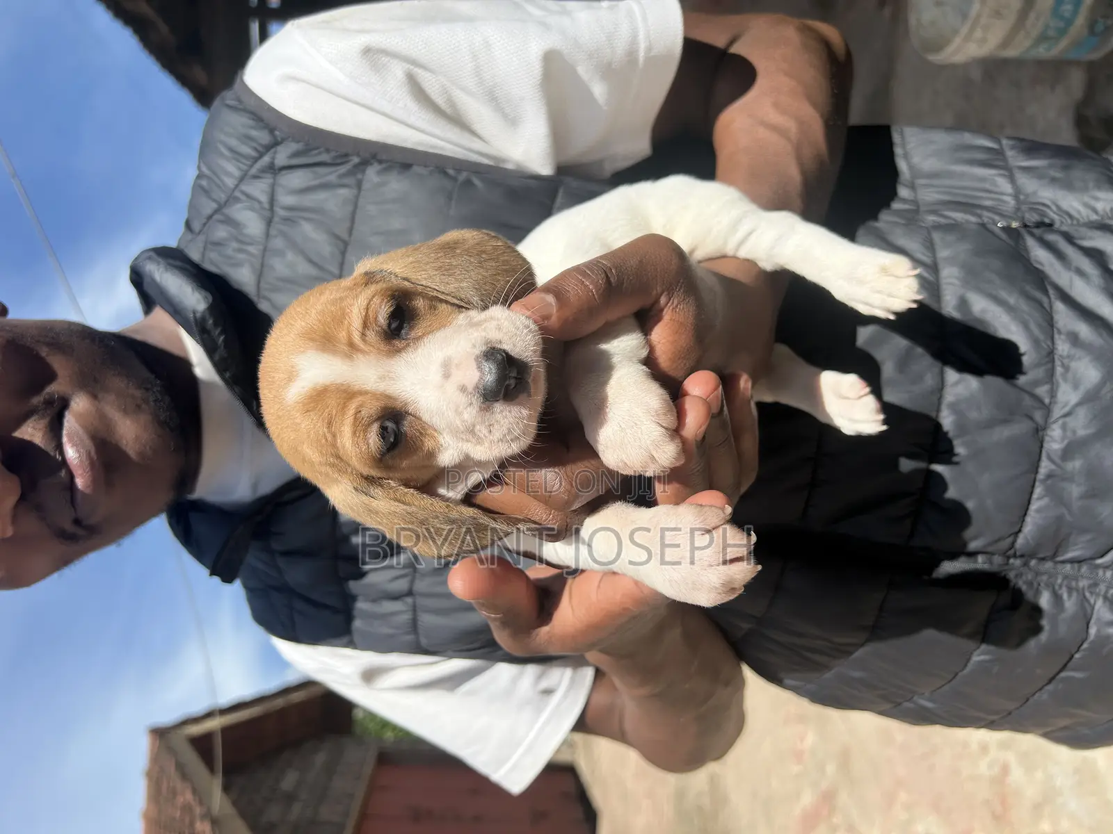 1-3 months Male Purebred Dachshund