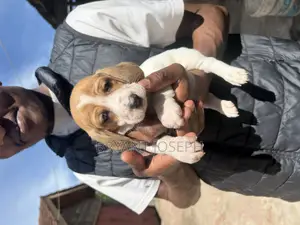 1-3 months Male Purebred Dachshund