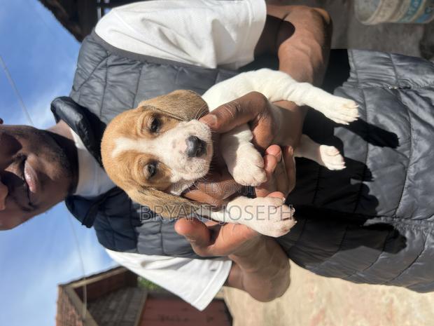 1-3 months Male Purebred Dachshund - thumbnail 5