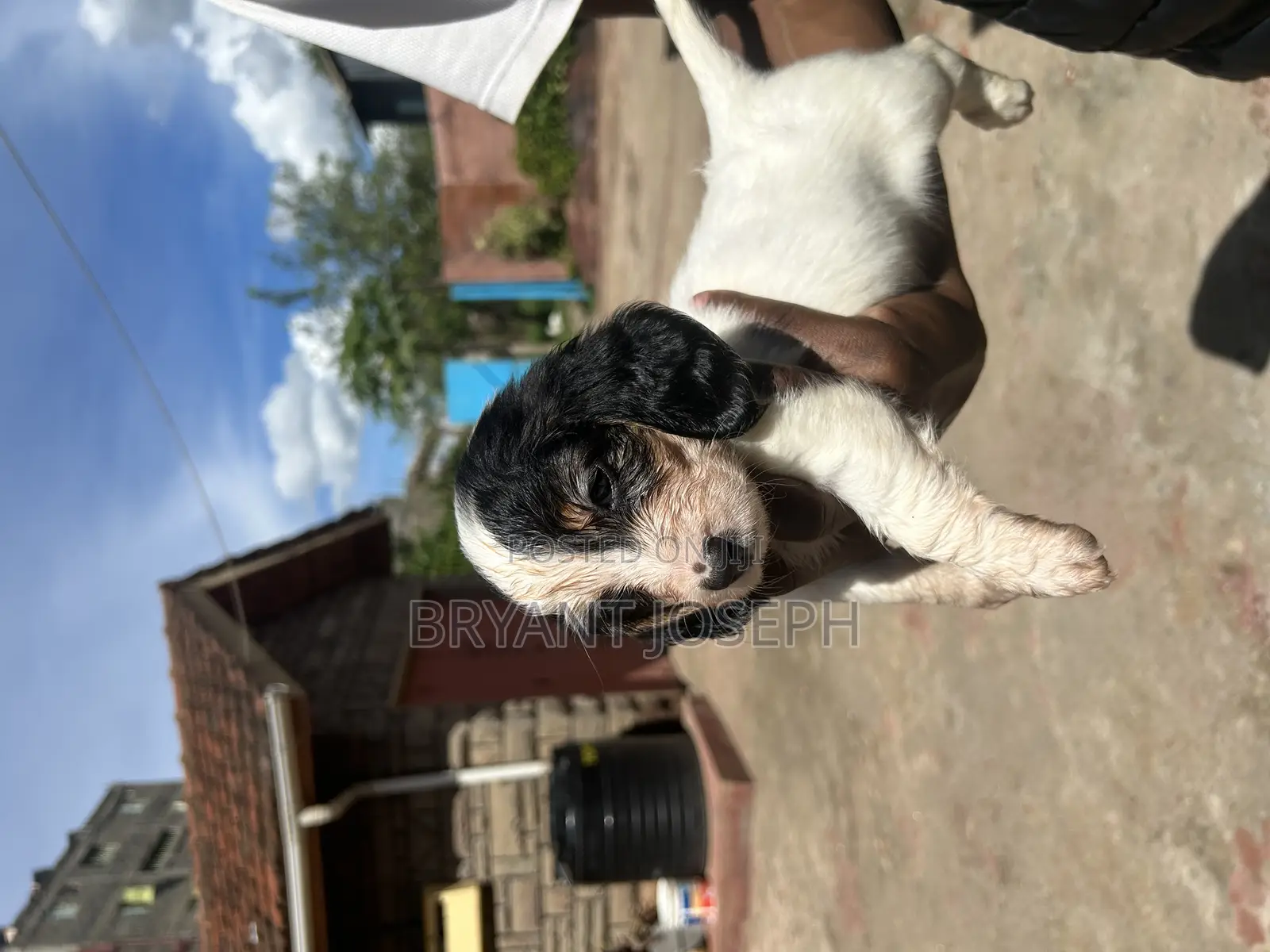 1-3 months Male Purebred Dachshund