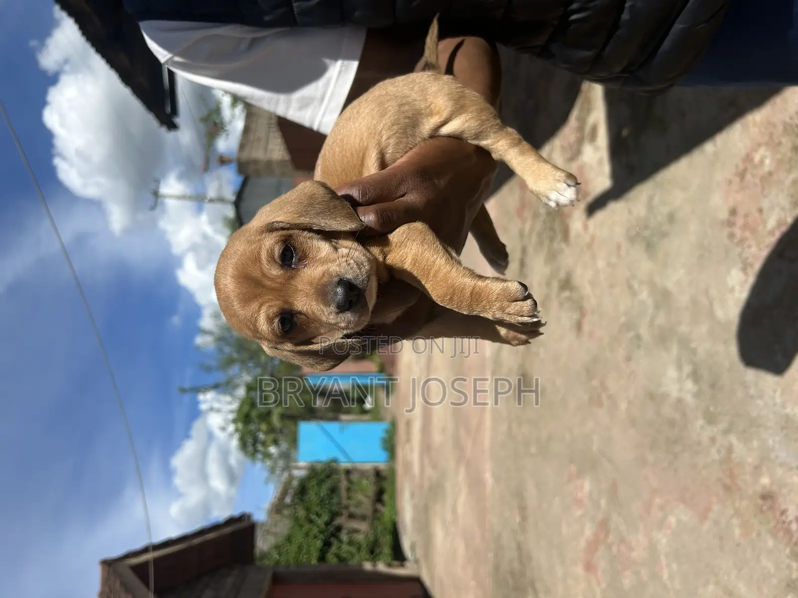 1-3 months Male Purebred Dachshund