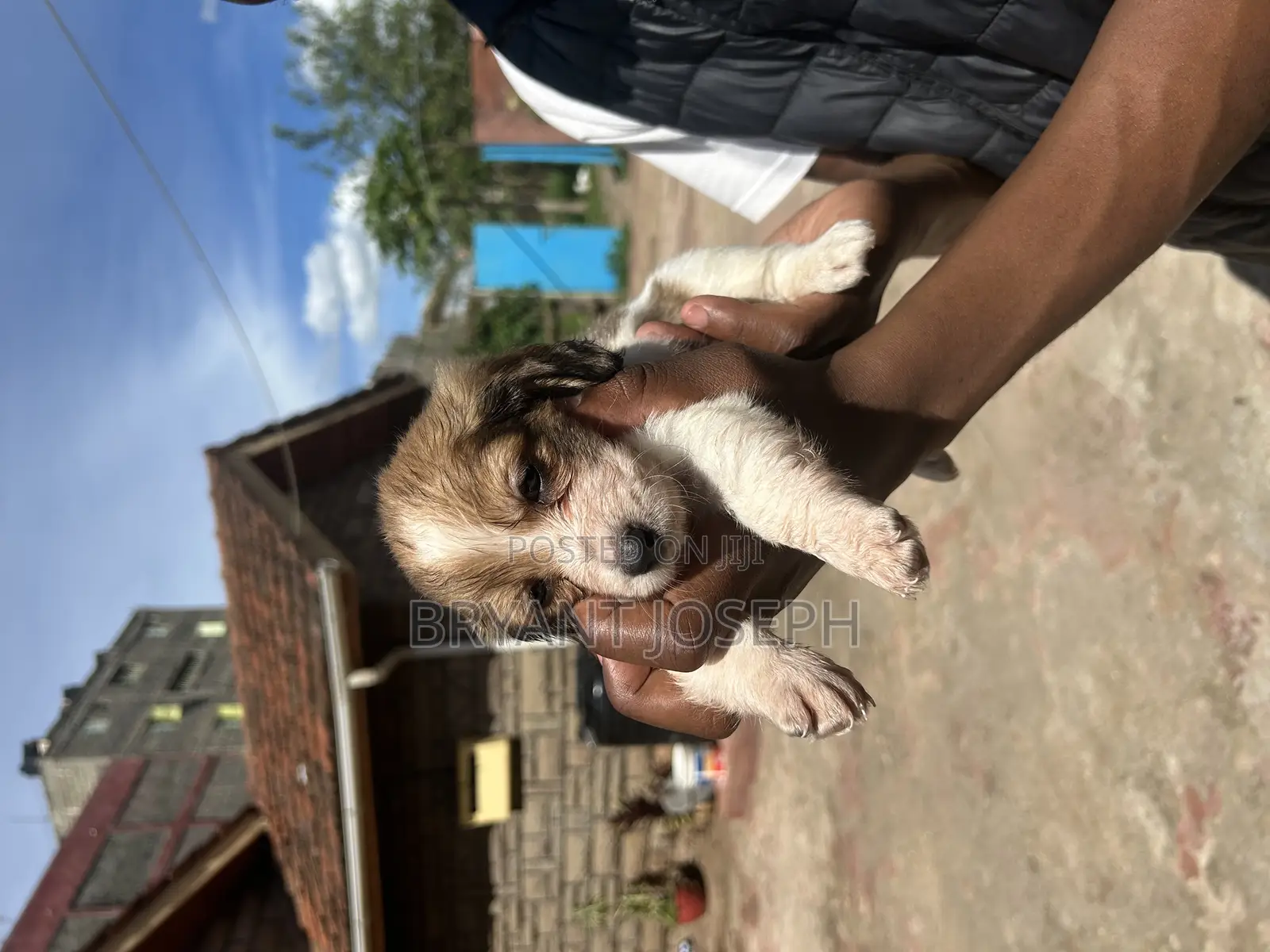 1-3 months Male Purebred Dachshund