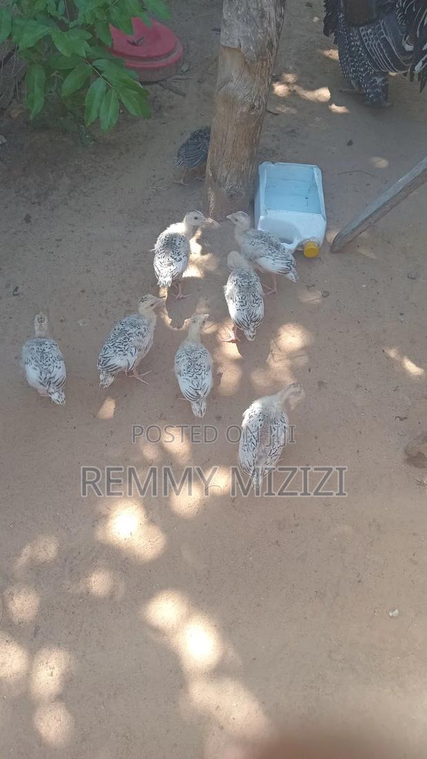 Turkey Poults
