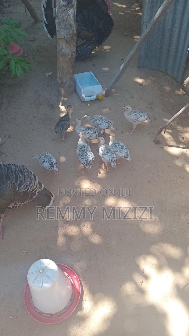 Turkey Poults - thumbnail 2