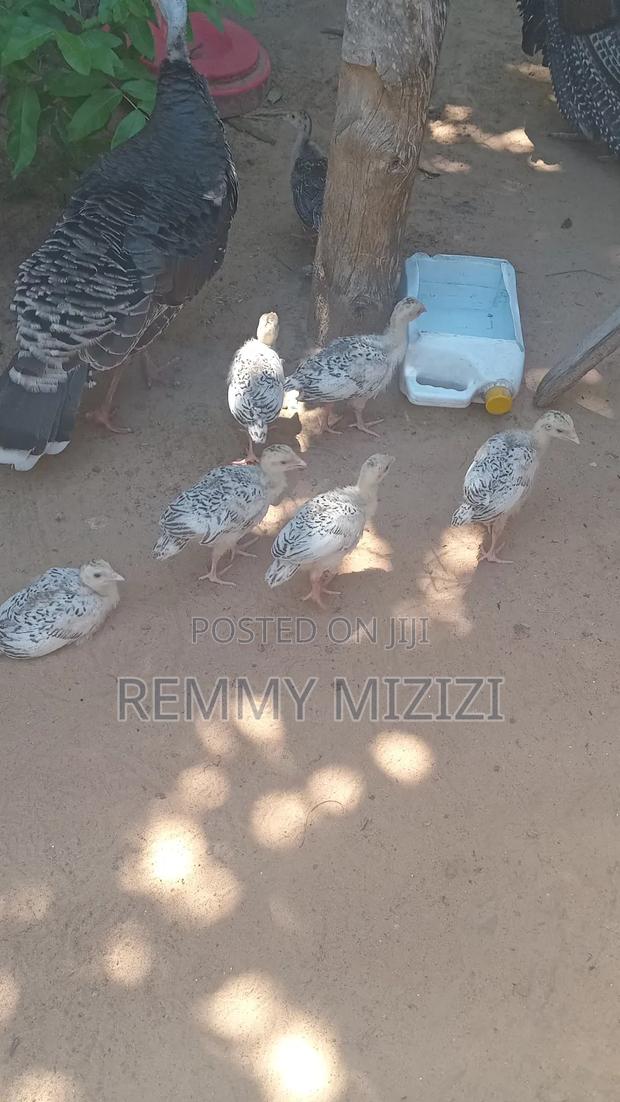Turkey Poults - thumbnail 3