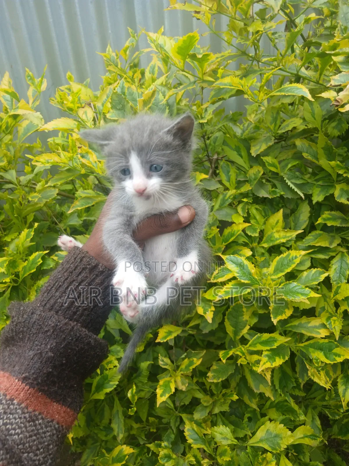 1-3 months Male Purebred Persian