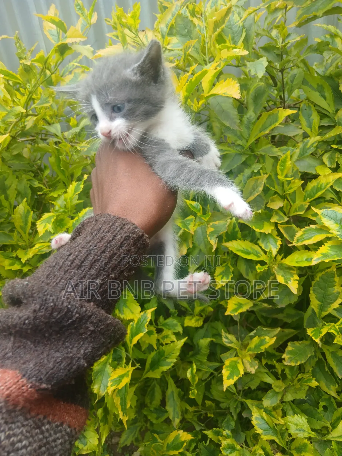 1-3 months Male Purebred Persian