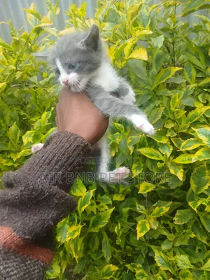 1-3 months Male Purebred Persian